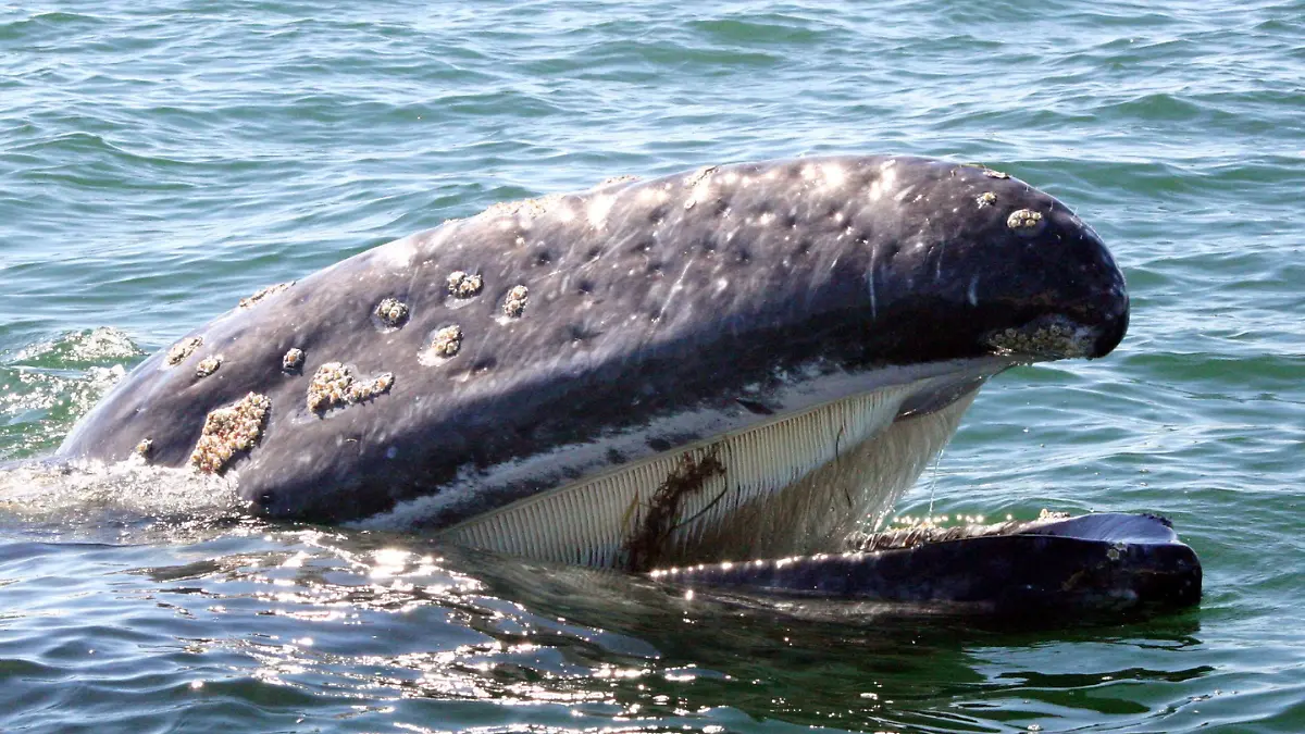 Detectan ballenas grises en su temporada de arribazón en Baja California Sur