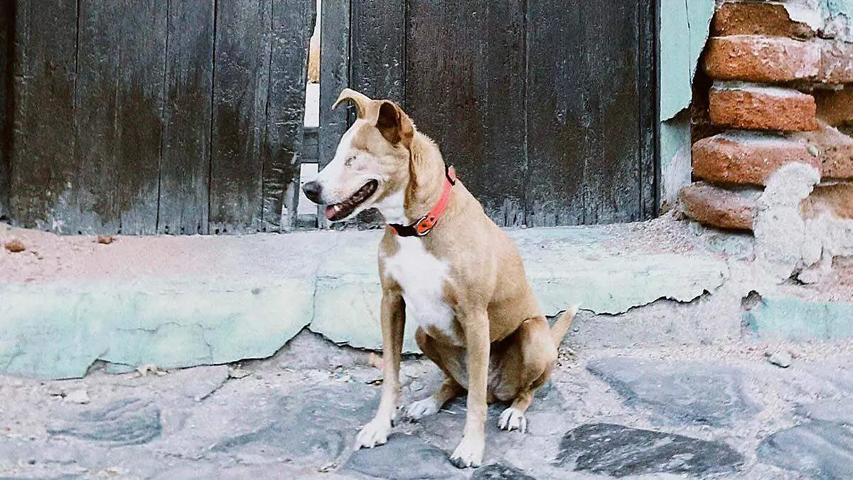 cual es la historia de gaia