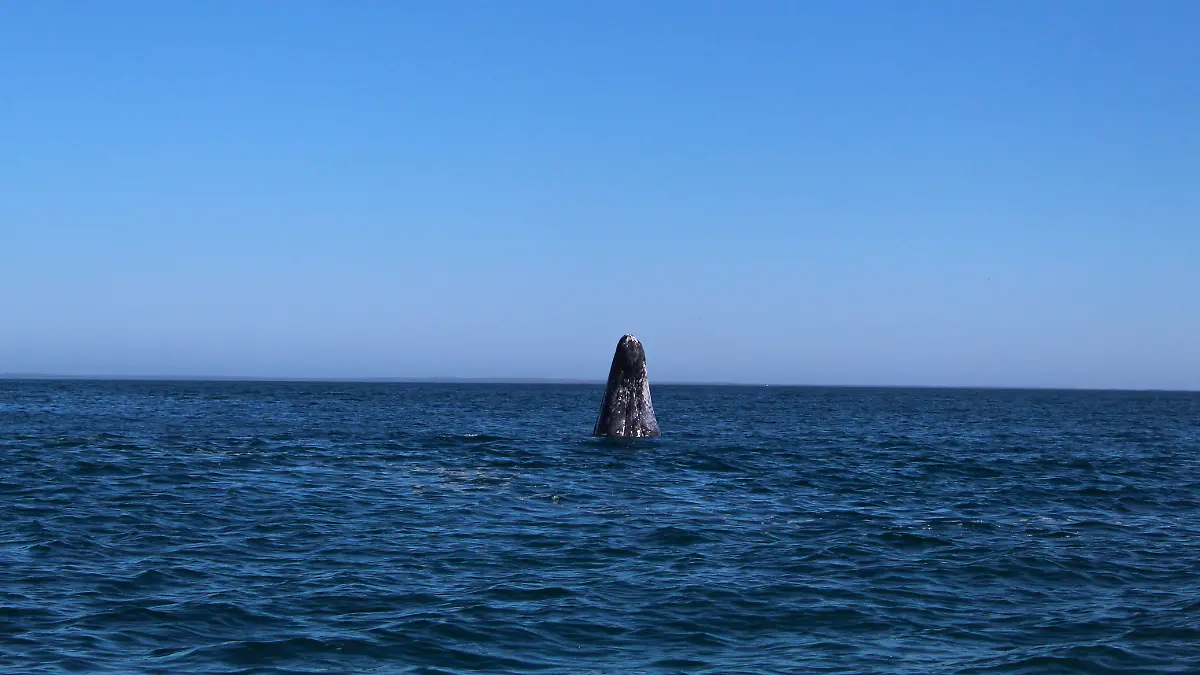 ballena gris cuanto cuesta