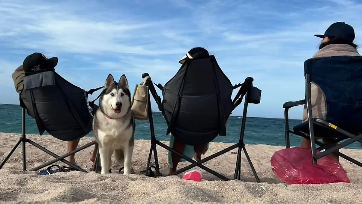 por que se celebra el dia mundial de amar a tu mascota