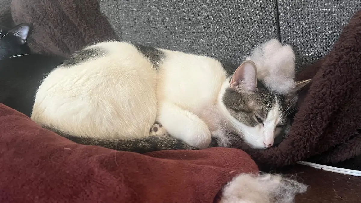 cuando hay jornadas de esterilizacion en los cabos