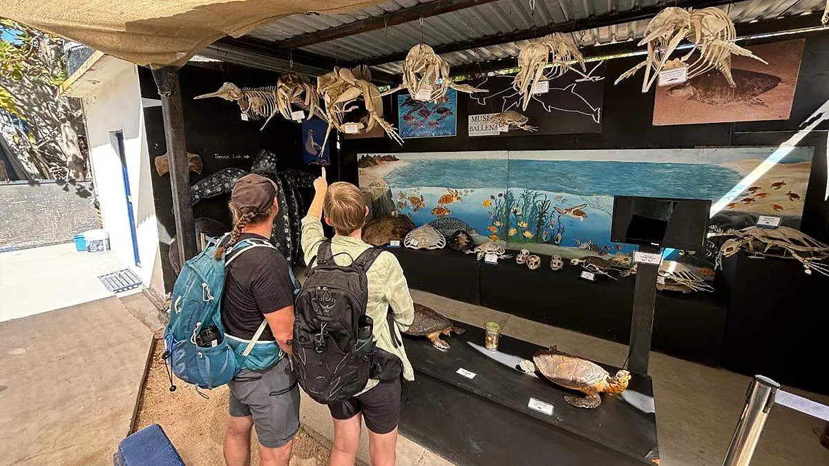 cuanto cobran en el museo de la ballena