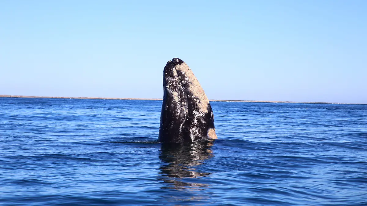 ballena en aguas de bcs