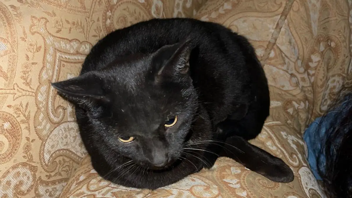 barrilita gata del museo