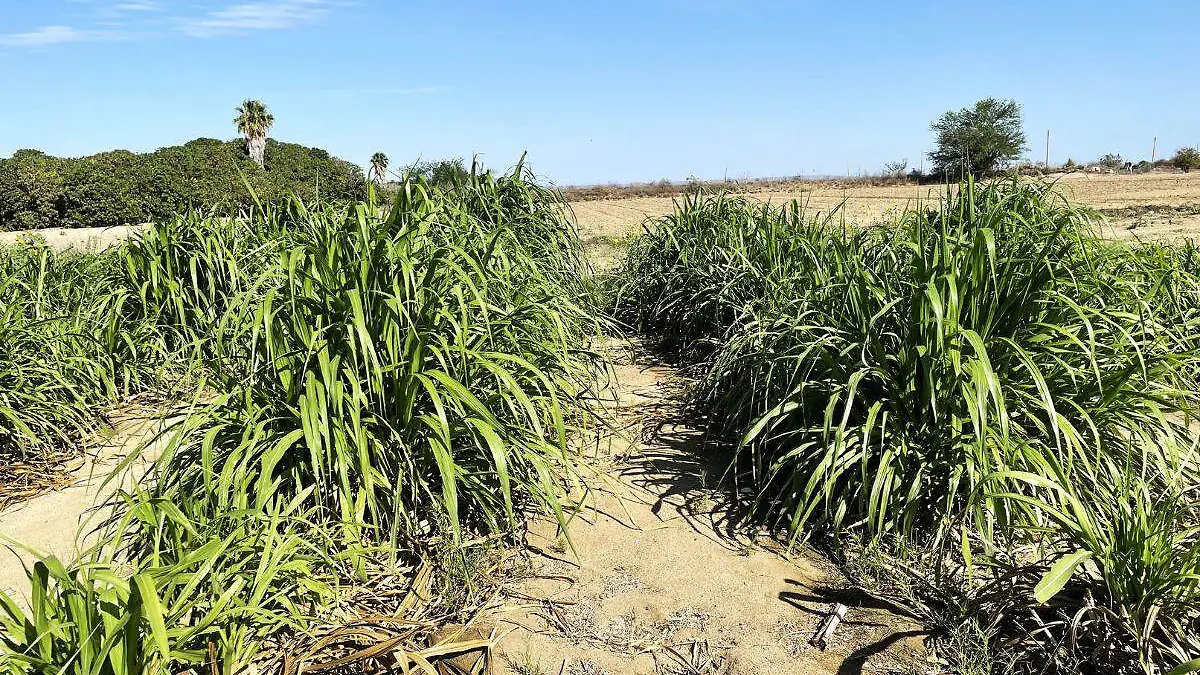 Sembrarán más de 300 hectáreas de forraje para el ganado en Baja California Sur