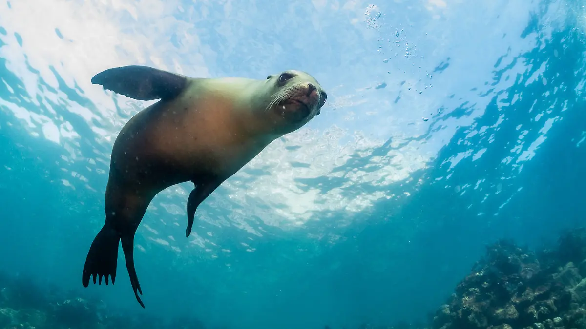 que es sinergia azul