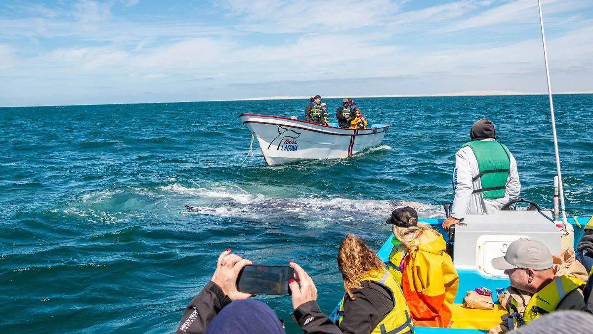 ver ballenas en puerto chale