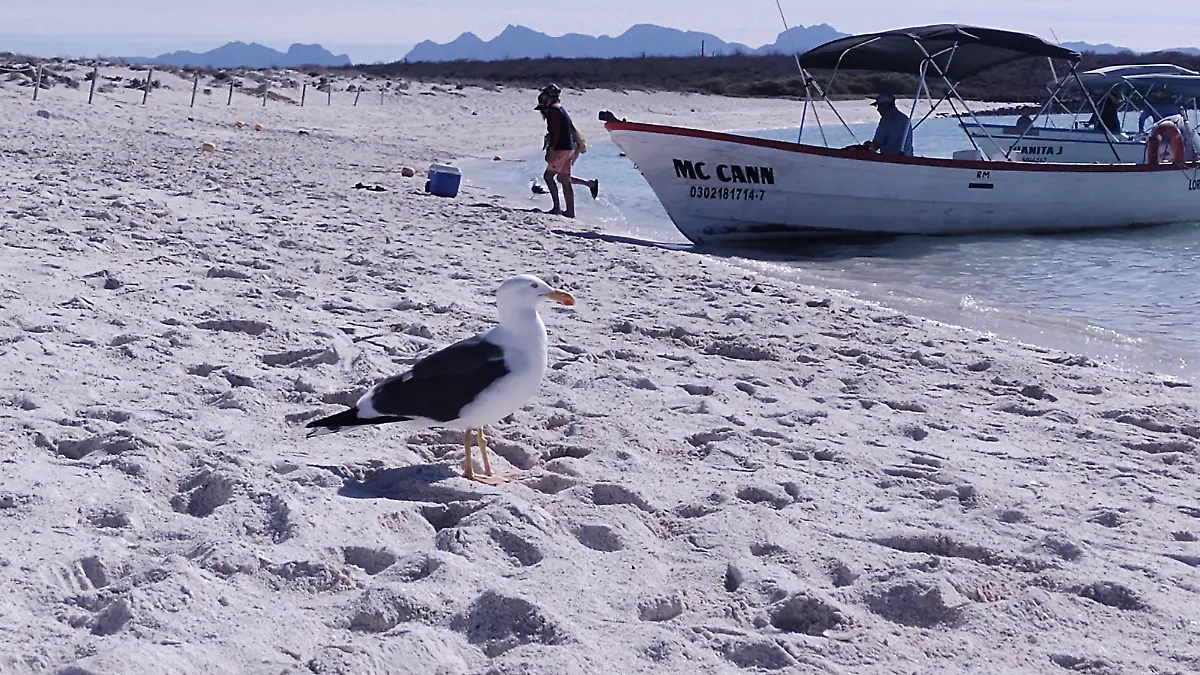manchas de krill atraen ballenas a bahia de loreto