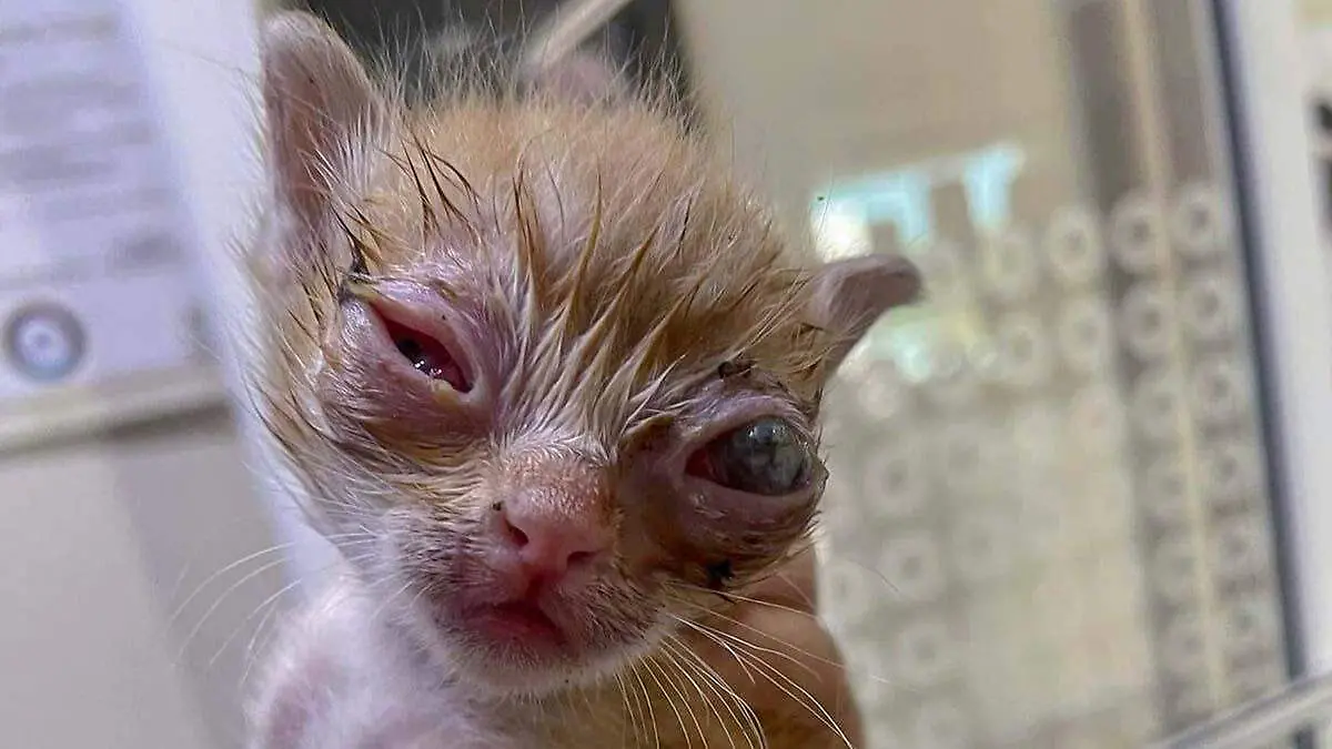 como puedo donar a peluditos rescate