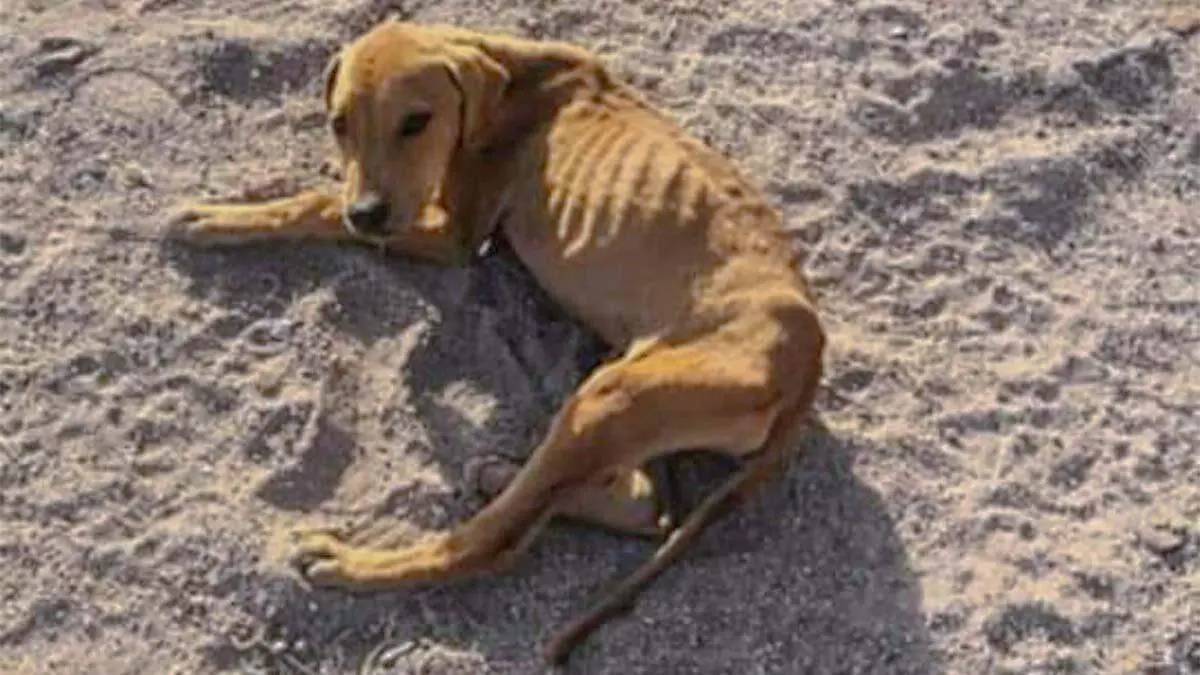 que enfermedades padecen las mascotas de la calle