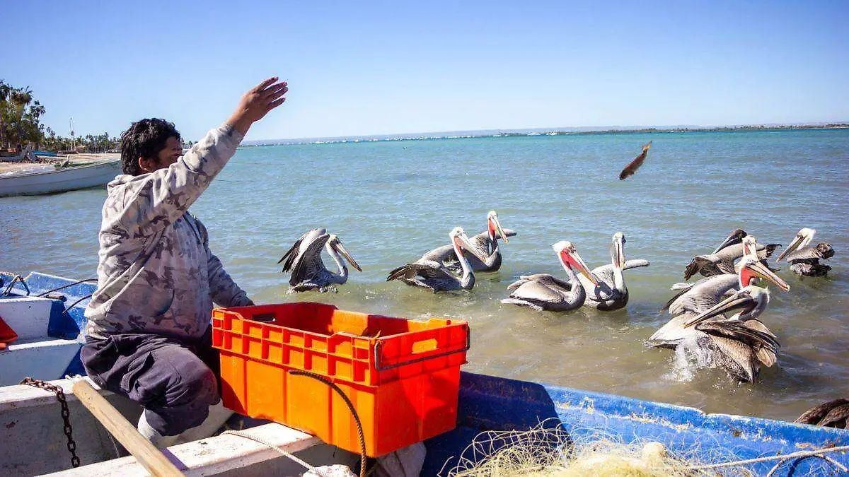 cual es el impacto de las pequeñas y medianas empresas en el pib de mexico