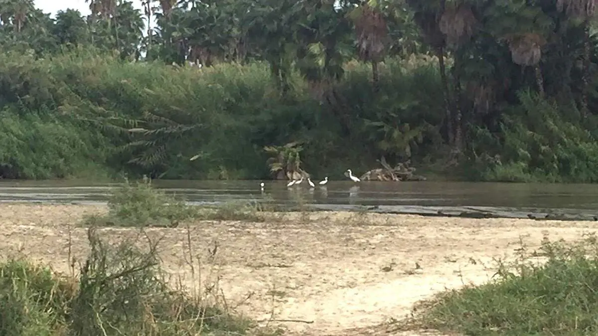 Obser aves en el estero josefino