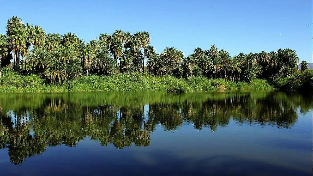 oasis de san ignacio