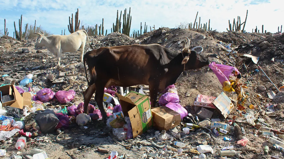 vacas-comen-basura