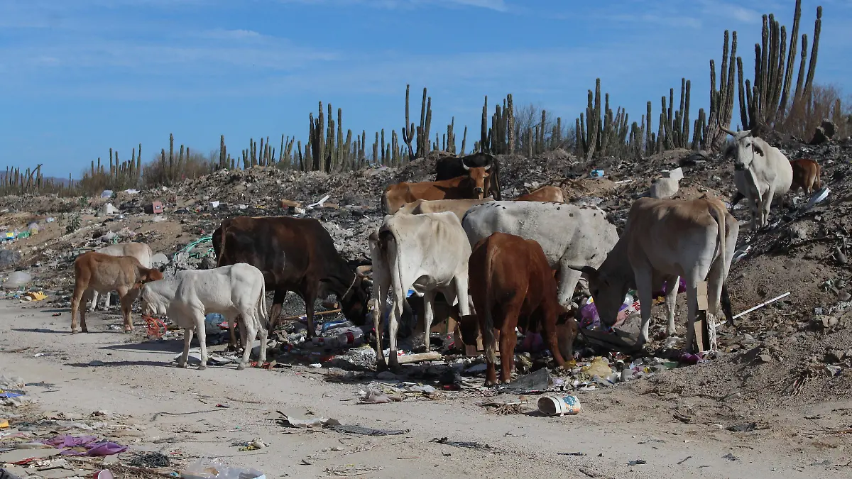 vacas comen basura