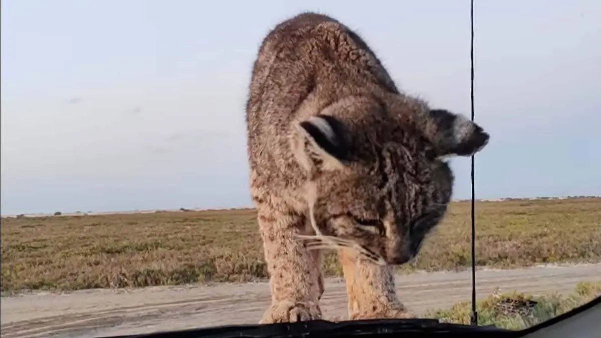 donde ocurrio el avistamiento del gato montes