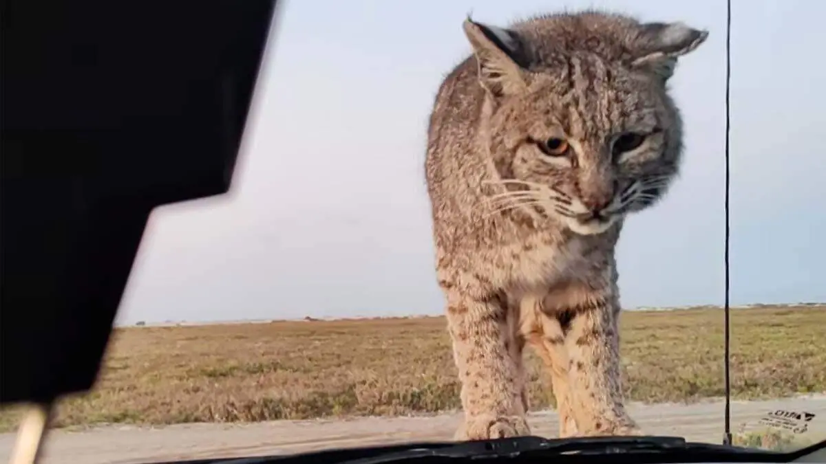 quien tomo el video del gato montes