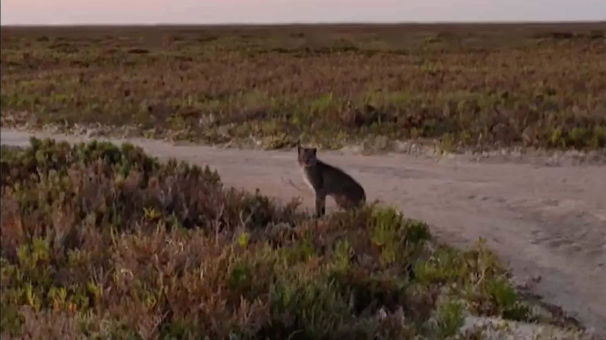 de donde salio el gato montez