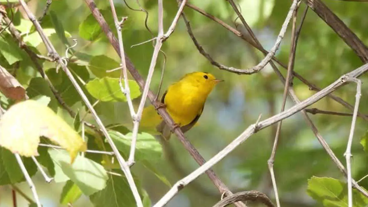 que tipo de aves se encuentran en bcs Chipe de corona negra
