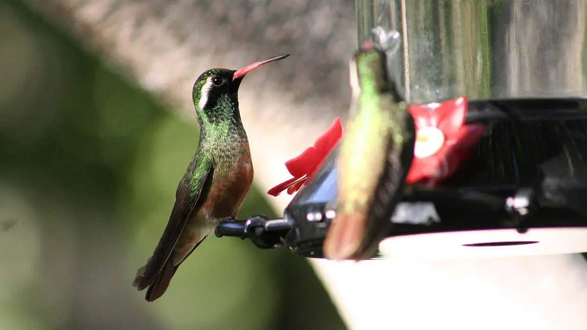 Colibri de Xantus ave en riesgo