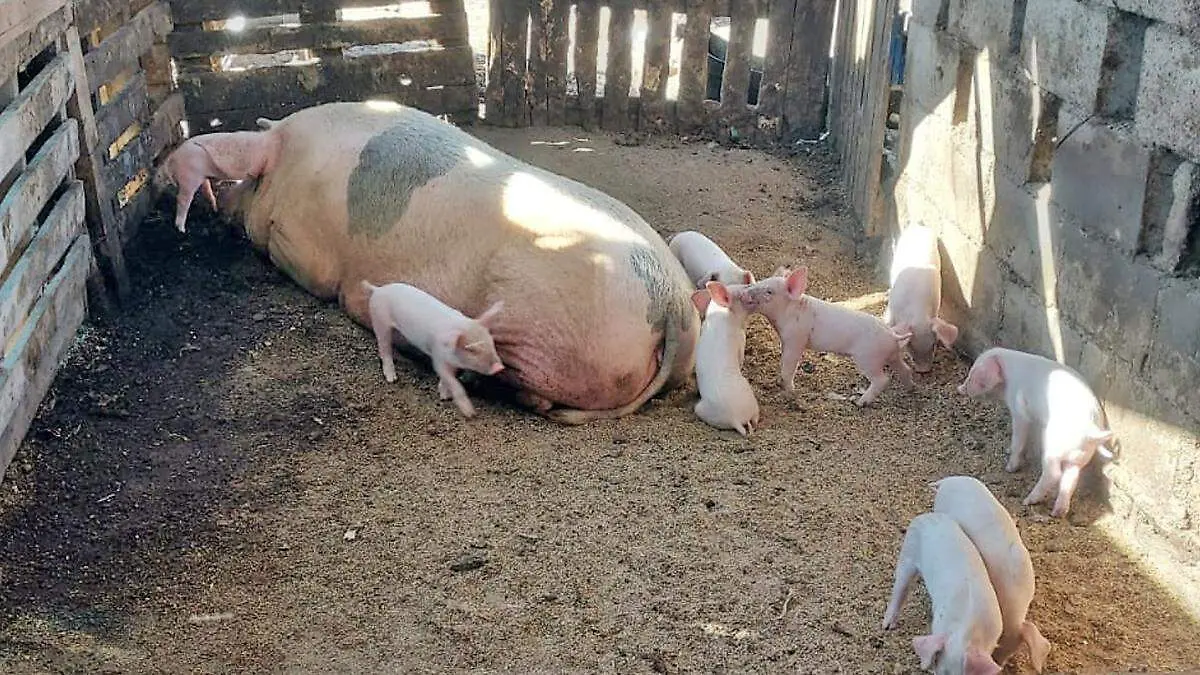 dia del puerco granja la paz