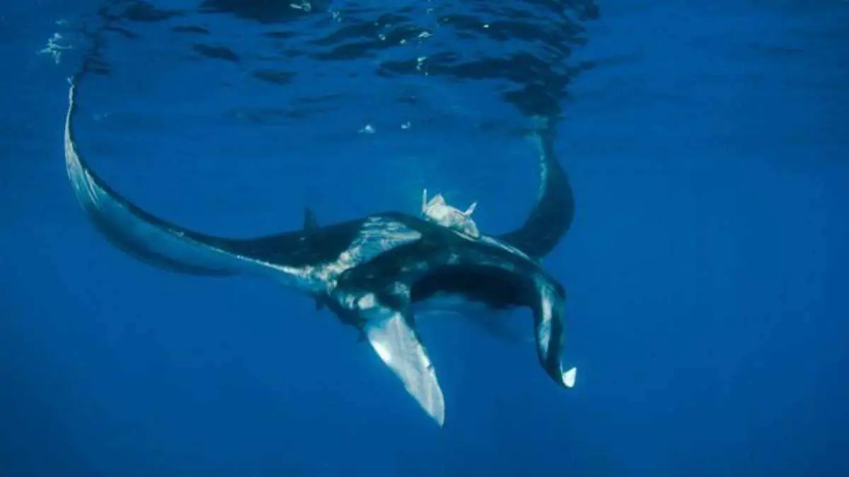 donde puedo ver a la raya diablo