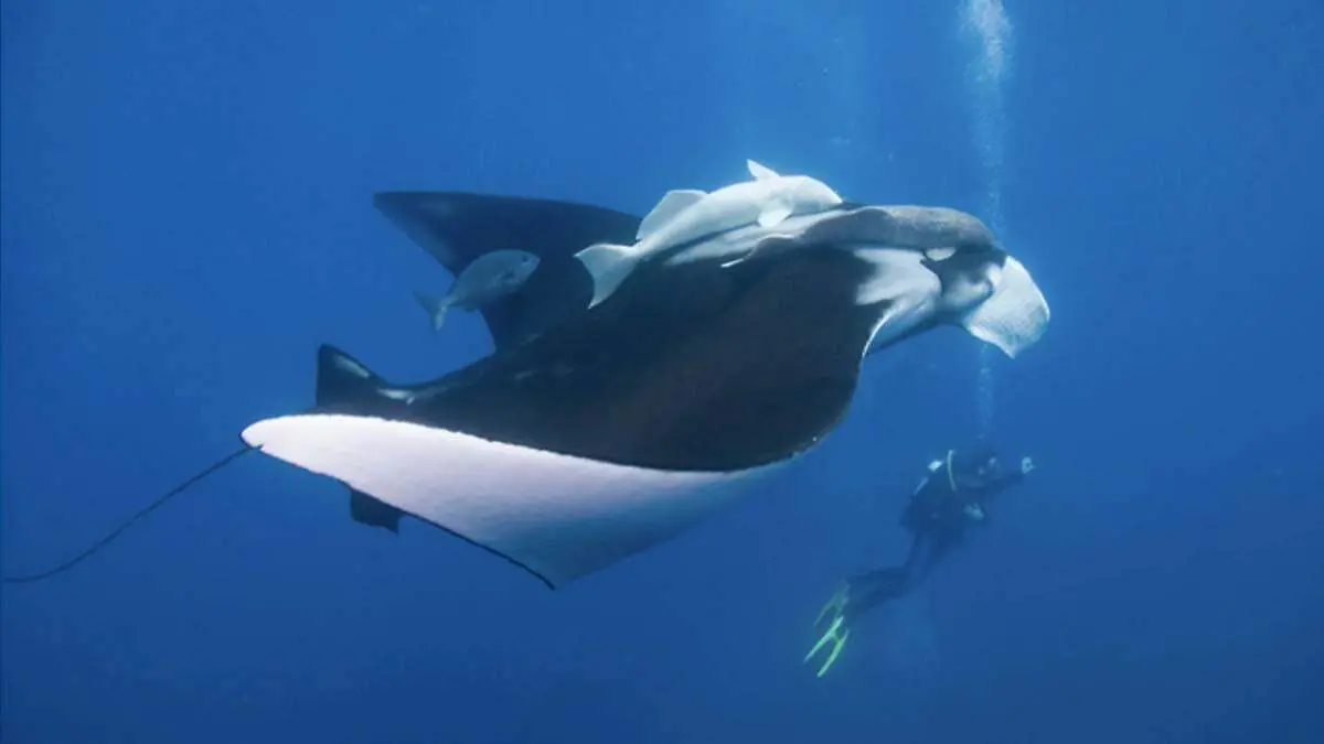 cuanto mide la raya diablo