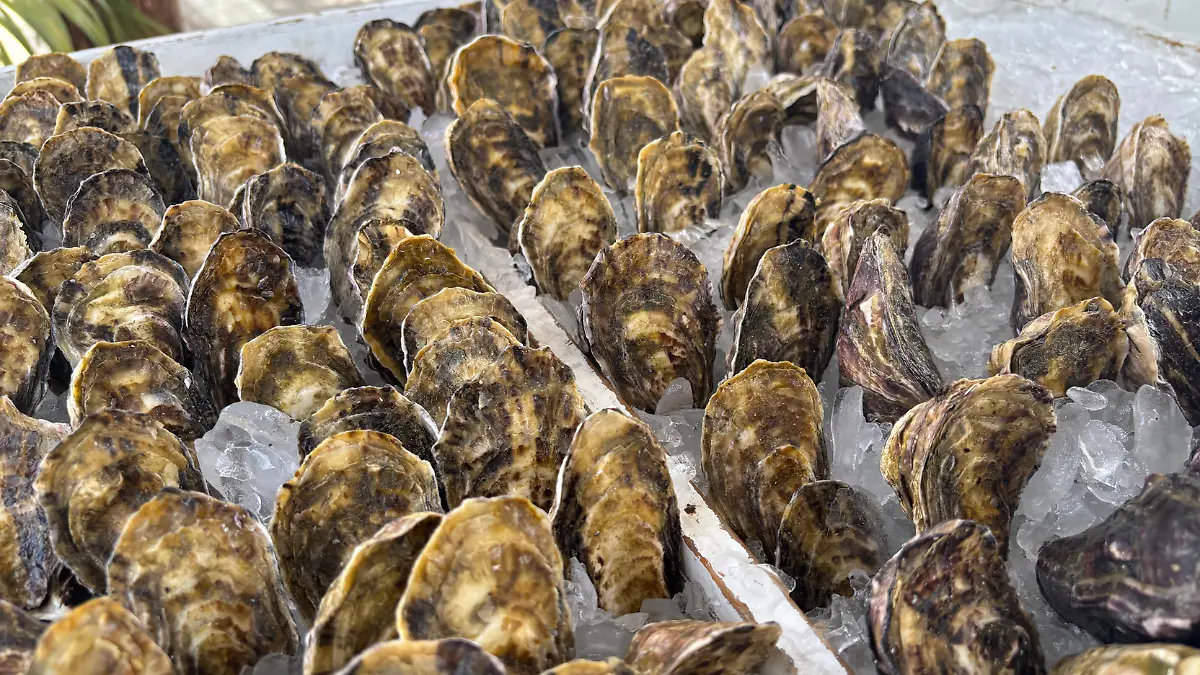 Diseño sin título (24)