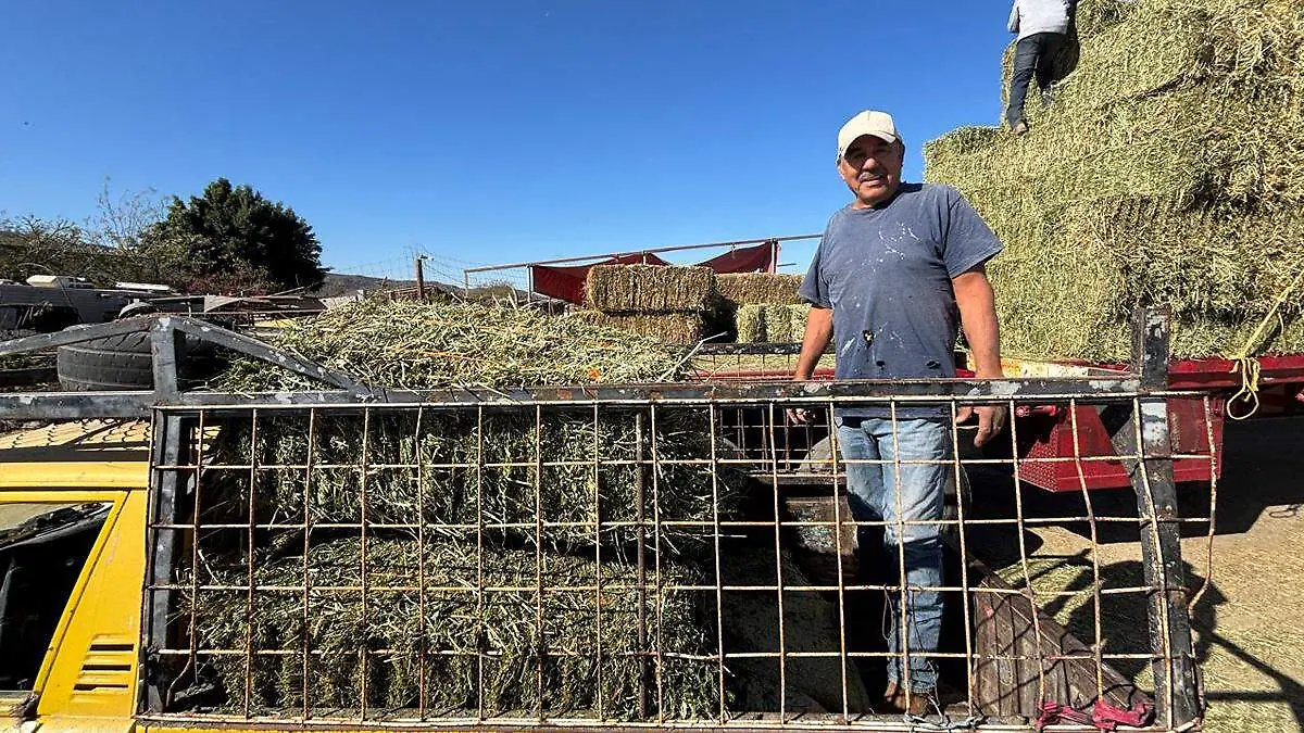 Margarito nuñez alfalfa