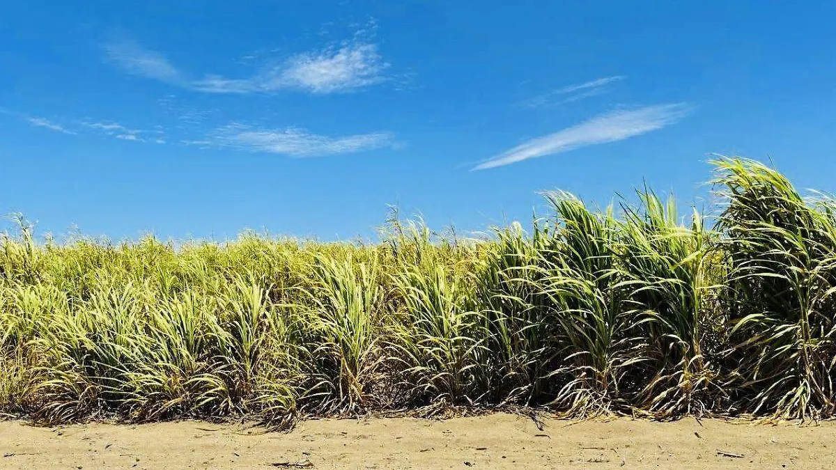 poducen 51 mil kilogramos de zacate cuba 22 para alimentar al ganado durante sequía