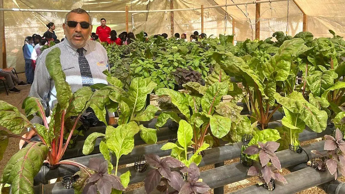 que es un huerto hidroponico