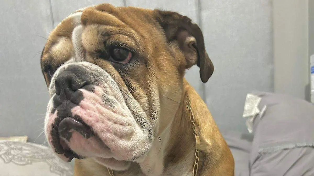 perro tony extraviado en la paz