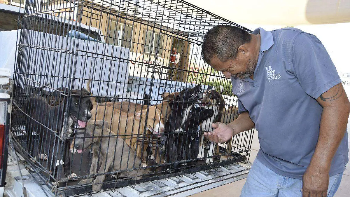 perros en adopcion en la paz