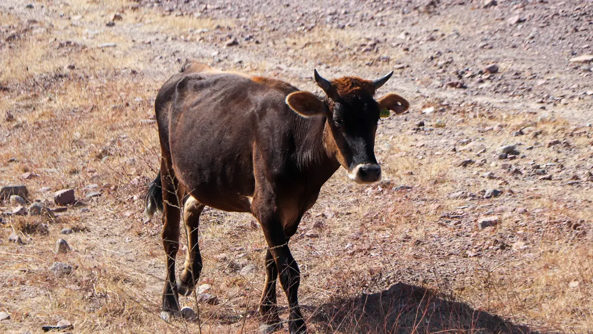 nopal forrajero para ganado vacuno