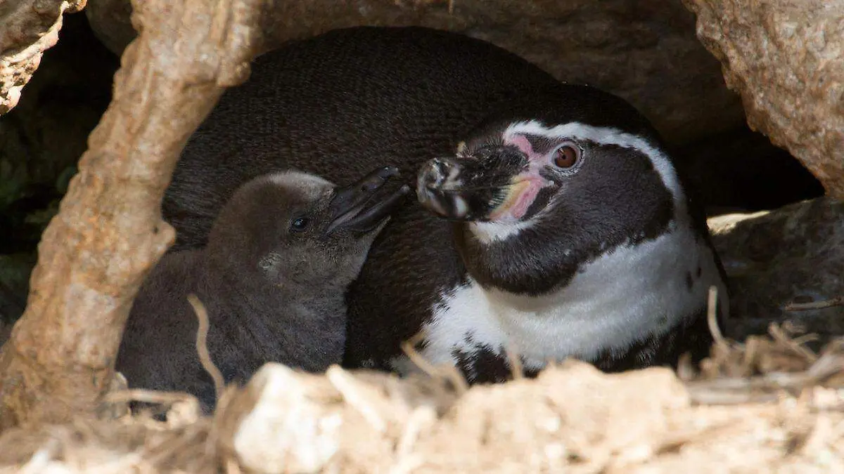 Día Mundial de los Pingüinos tres proyectos para salvarlos
