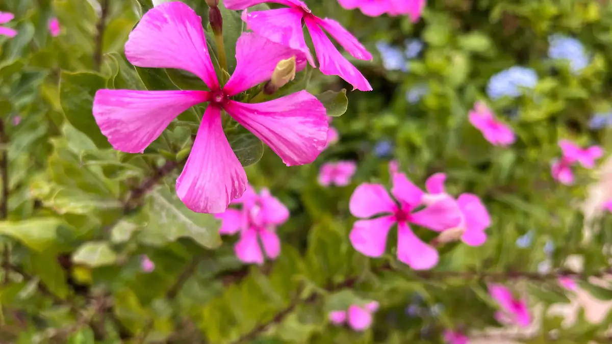 alergias provocadas por el polen y polvo