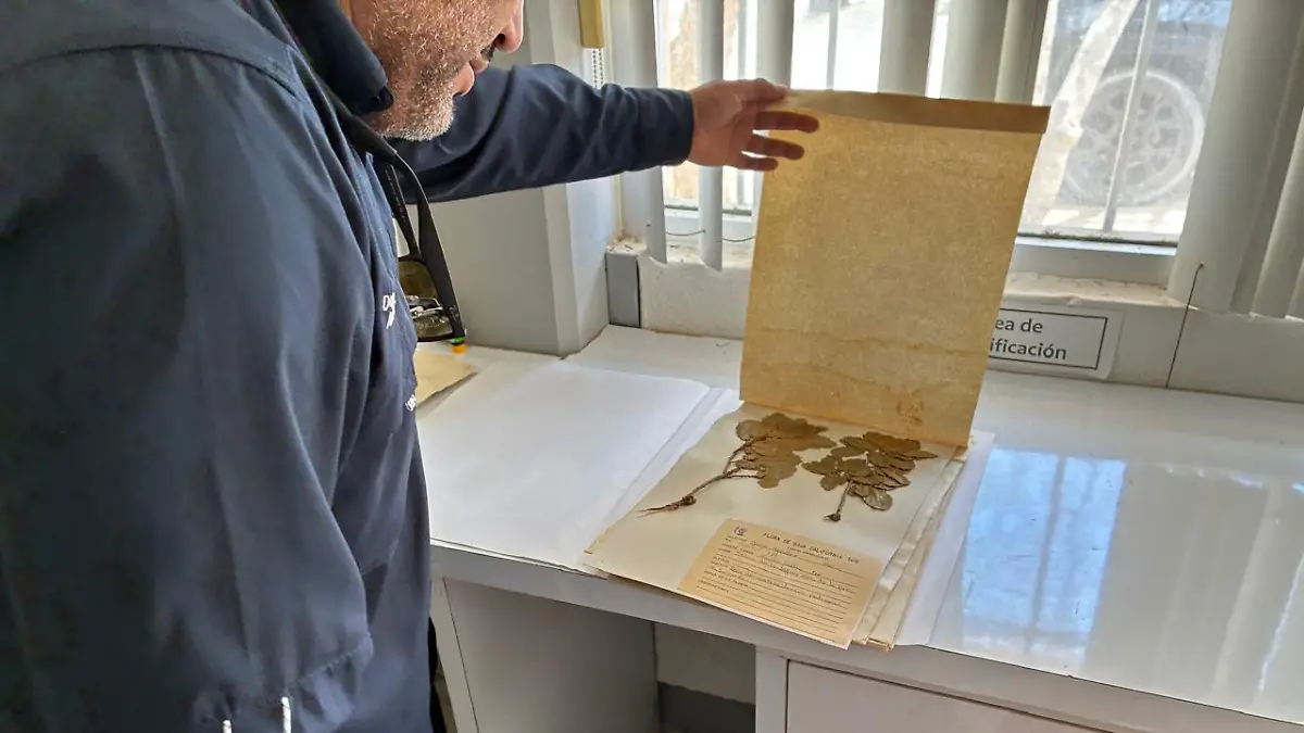 proyecto documenta medicina tradicional en comunidades de bcs