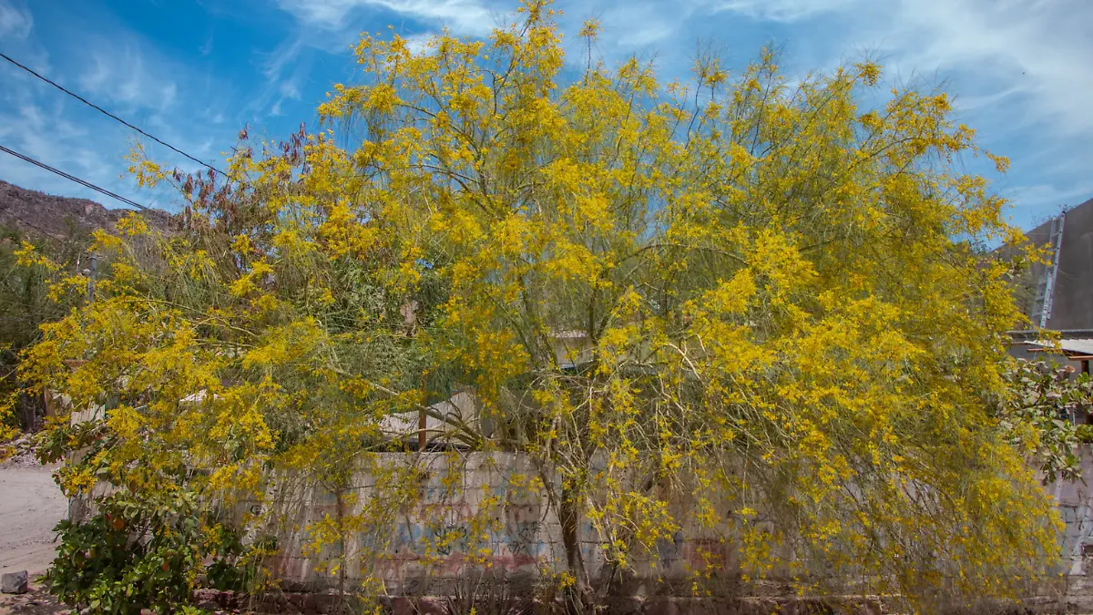 El árbol que hace fotosíntesis con el tronco y resiste la sequía