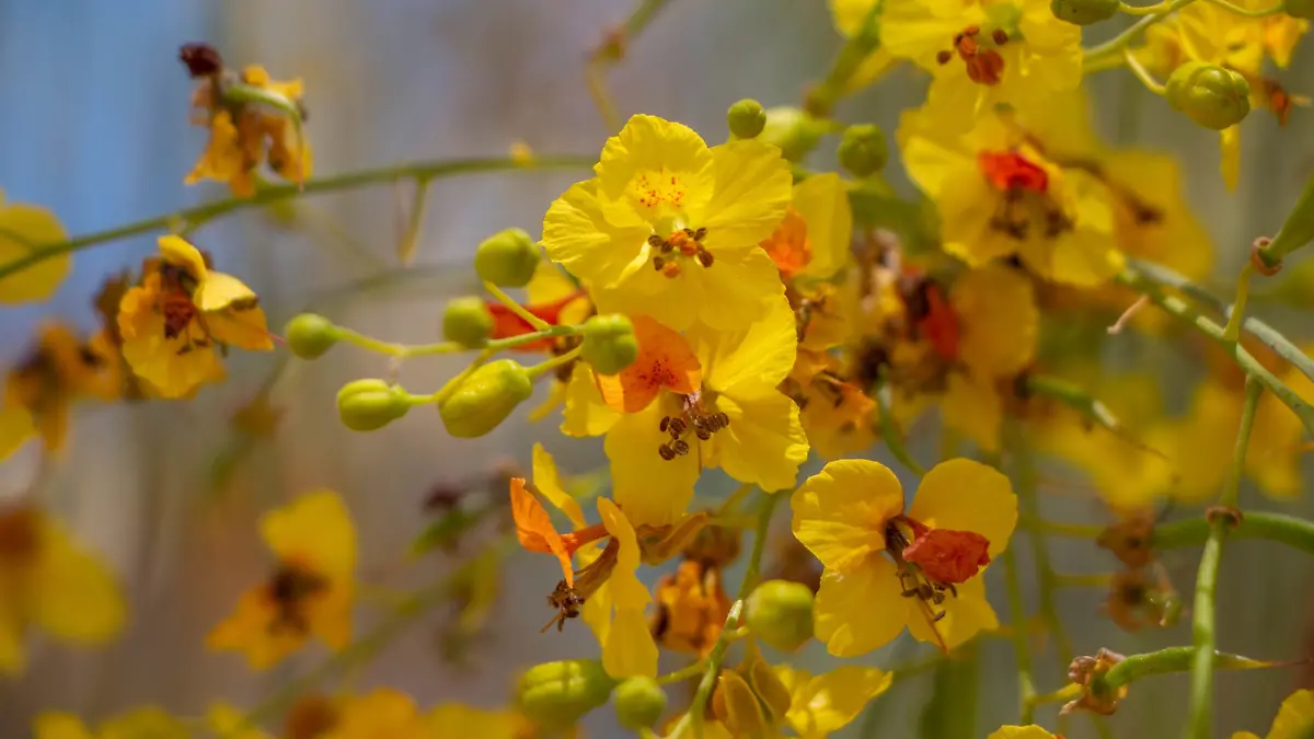 Palo verde crece en suelos secos y sin cuidados intensivos