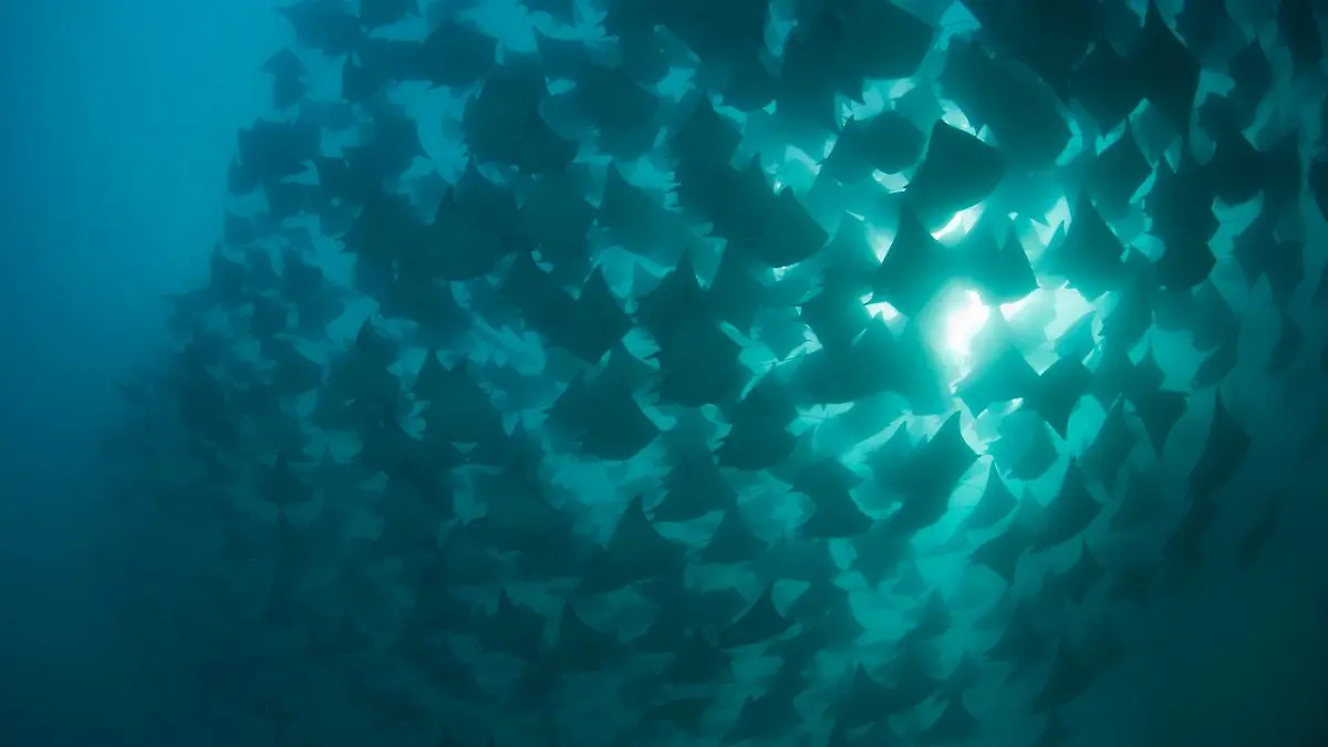 rayas-baja-california-sur