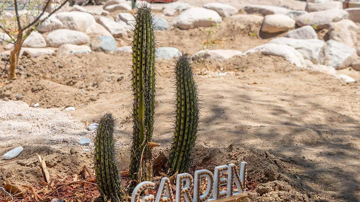 plantas-jardin-de-lluvia-uabcs