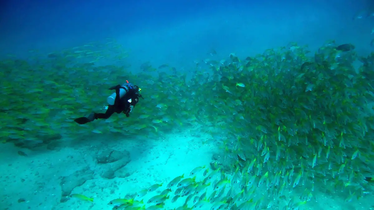 Arrecife de Cabo Pulmo en Los Cabos