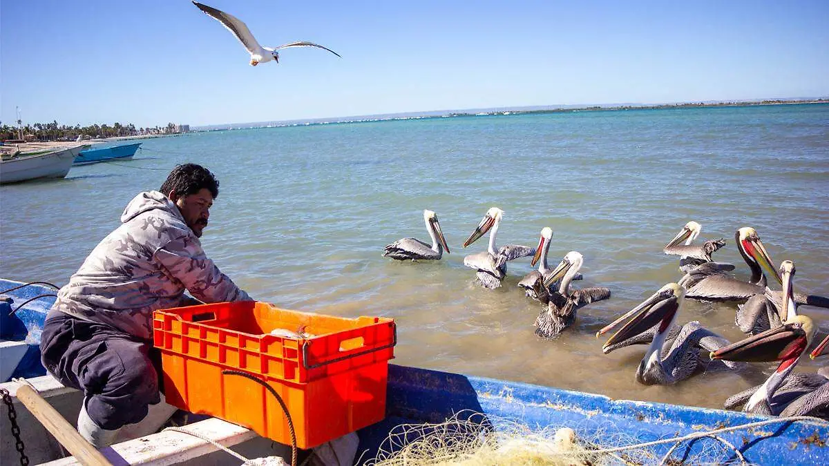 dos mares pescador gaviotas