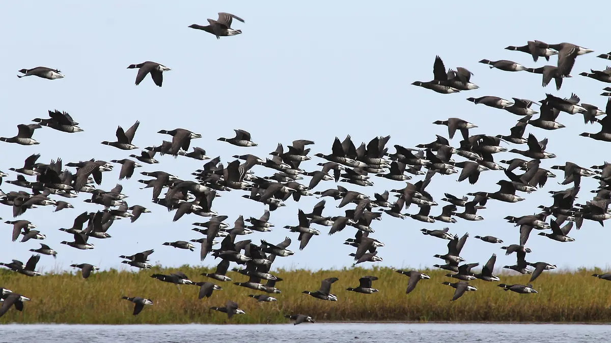 ganso de collar en baja california sur
