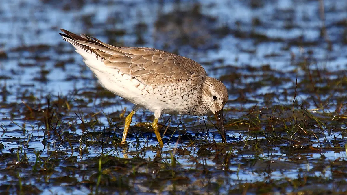 playero rojizo aves en baja california sur