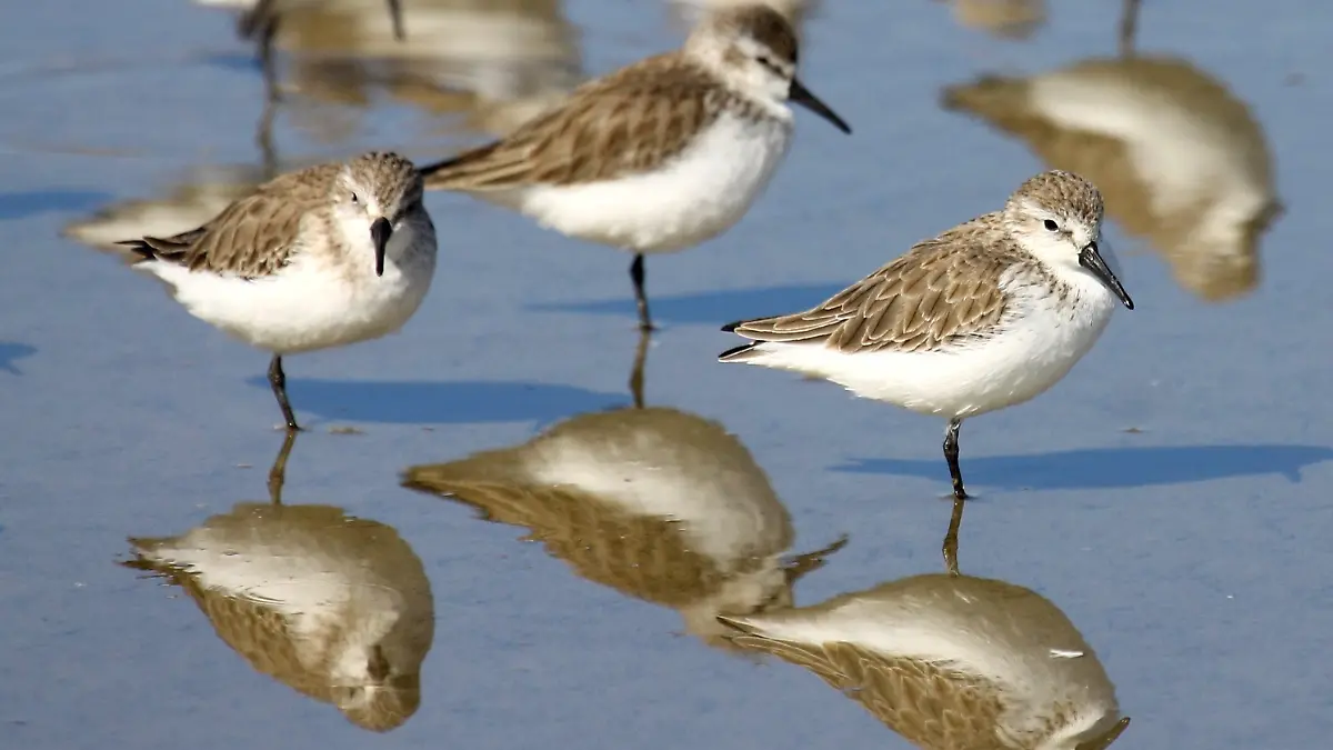 cuanto mide el playero occidental