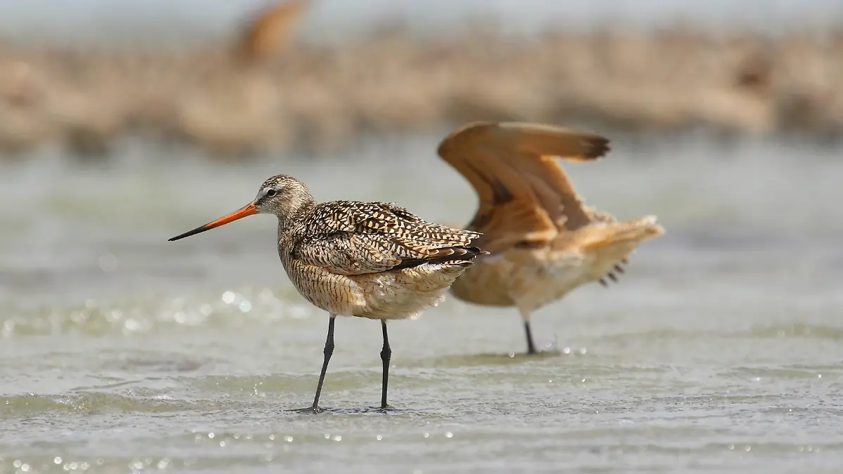 picopando canela en baja california sur