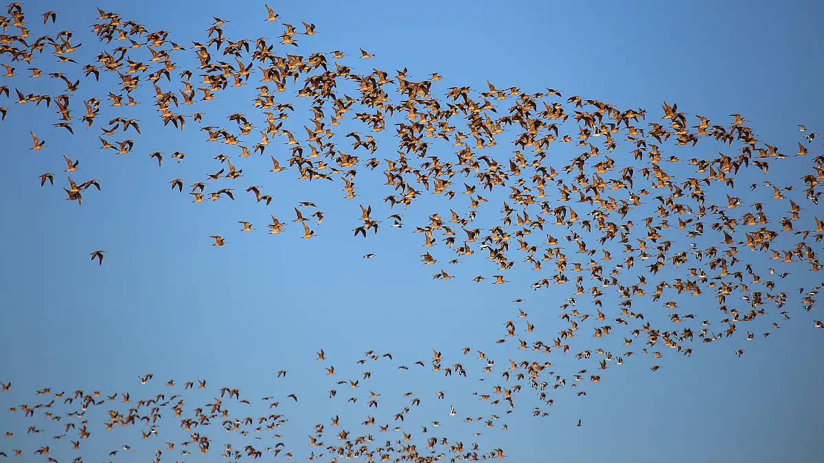 picopando canela aves que emigran a baja california sur