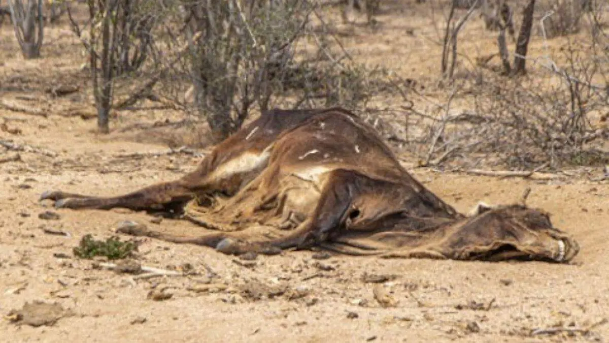 la larva del gusano barrenador avanza si no se detecta a tiempo