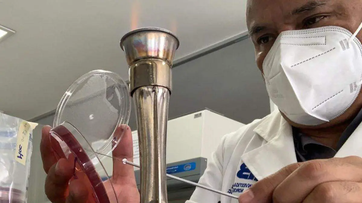 gusano barrenador puede causar perdidas economicas a ganaderos